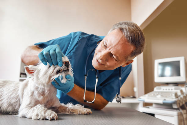  Decatur, MI Emergency Dentist Pros